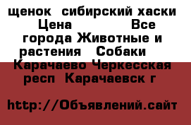 щенок  сибирский хаски › Цена ­ 12 000 - Все города Животные и растения » Собаки   . Карачаево-Черкесская респ.,Карачаевск г.